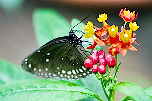 Schmetterlingstagung Biosphäre Potsdam